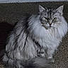 animal, background, cat, closeup, ears, eyes, feline, fluffy, fur, gray, indoor, long_hair, looking, pet, portrait, serious, sitting, texture, whiskers, white