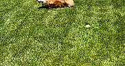 Mr. Fox joined the competition — help win amazing prizes! dog, grass, outdoor, pet, playing, ball, sunlight, yard, fence, flower, greenery, animal, running, daytime, backyard, canine, nature, summer, happy, fur