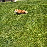dog, grass, outdoor, pet, playing, ball, sunlight, yard, fence, flower, greenery, animal, running, daytime, backyard, canine, nature, summer, happy, fur