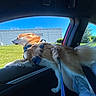 dog, car, window, leash, harness, fur, wind, hand, outdoor, sunlight, blue_sky, grass, building, tree, pet, animal, travel, motion, happy, canine