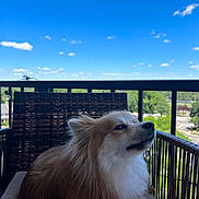 Mr. Fox is registered to the contest to win money with this photo: dog, fluffy, wicker_chair, balcony, outdoor, sky, clouds, pet, canine, fence, sunny, daytime, nature, relaxing, portrait, animal, companion, fur, leisure, seated