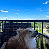 dog, fluffy, wicker_chair, balcony, outdoor, sky, clouds, pet, canine, fence, sunny, daytime, nature, relaxing, portrait, animal, companion, fur, leisure, seated