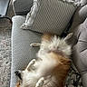 Mr. Fox joined the competition — help win amazing prizes! dog, couch, pillow, blanket, indoor, relaxing, fluffy, pet, fur, sleeping, cozy, home, carpet, resting, animal, comfort, living_room, cute, domestic, canine