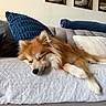 Mr. Fox joined the competition — help win amazing prizes! dog, sleeping, couch, pillow, living_room, furniture, pet, resting, cozy, indoor, brown_fur, white_fur, painting, wall, art, decor, relaxation, close_up, home, calm