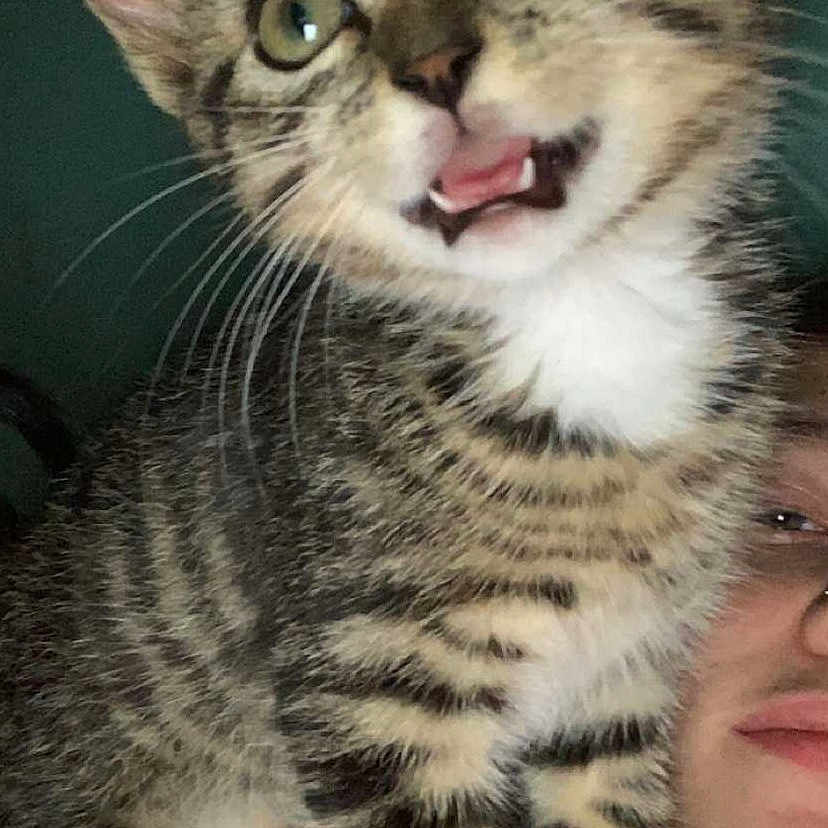Snickers