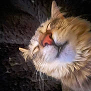 Albert joined the competition — help win amazing prizes! cat, close_up, fluffy, relaxed, sleeping, pet, animal, whiskers, fur, face, cozy, indoor, cute, mammal, nose, domestic, feline, portrait, soft, resting