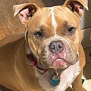 Trixie is registered to the contest to win money with this photo: dog, pet, brown_dog, collar, indoor, floor, wooden_floor, tile_floor, close_up, animal, canine, mammal, sitting, looking_up, ears, fur, face, tag, domestic_animal, companion