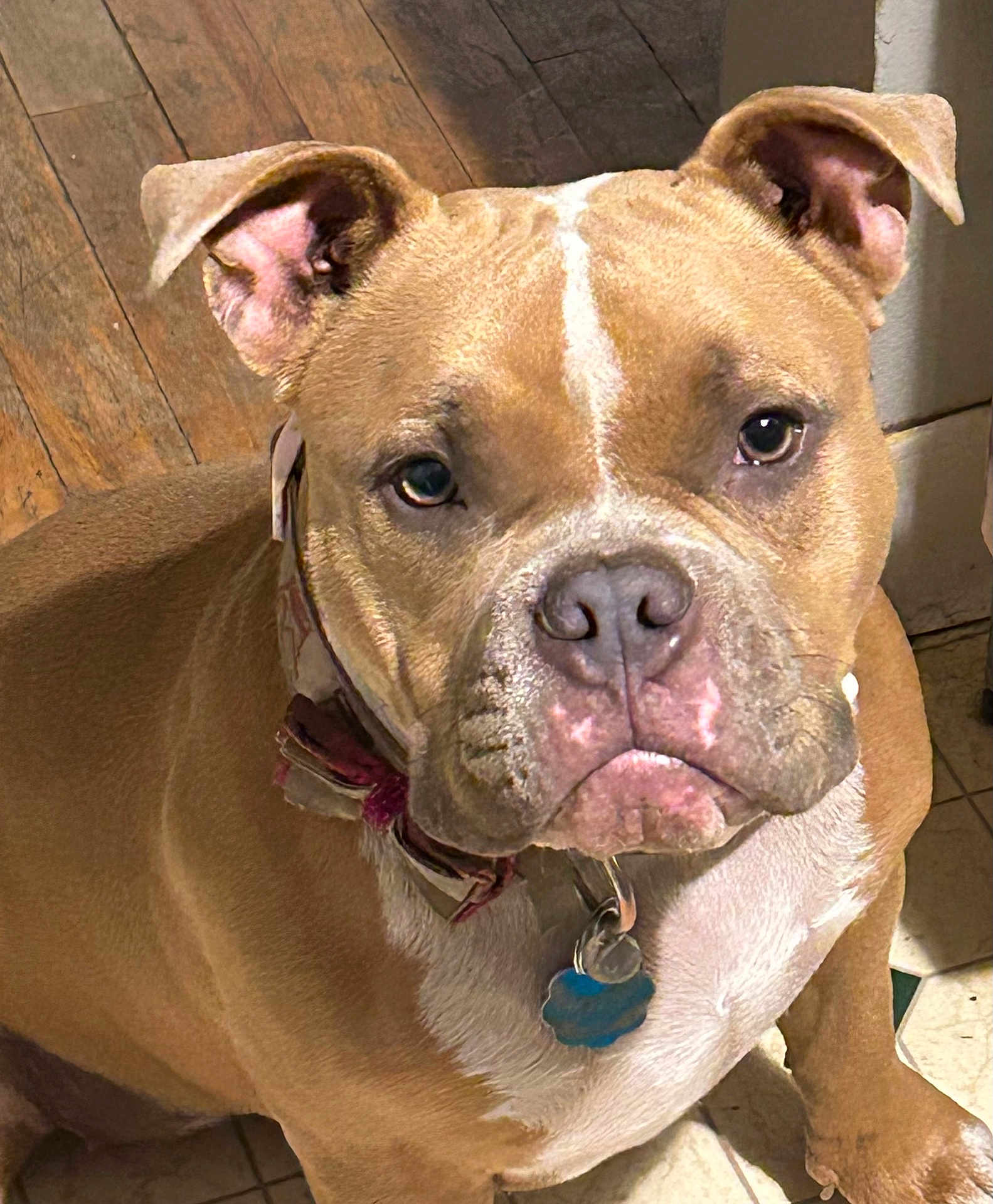 Trixie is registered to the contest to win money with this photo: dog, pet, brown_dog, collar, indoor, floor, wooden_floor, tile_floor, close_up, animal, canine, mammal, sitting, looking_up, ears, fur, face, tag, domestic_animal, companion