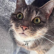 Arla joined the competition — help win amazing prizes! cat, close_up, green_eyes, whiskers, fur, pink_nose, collar, bell, pet, curious, indoor, texture, gray_background, animal, mammal, cute, face, portrait, feline, domestic