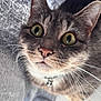 cat, close_up, green_eyes, whiskers, fur, pink_nose, collar, bell, pet, curious, indoor, texture, gray_background, animal, mammal, cute, face, portrait, feline, domestic