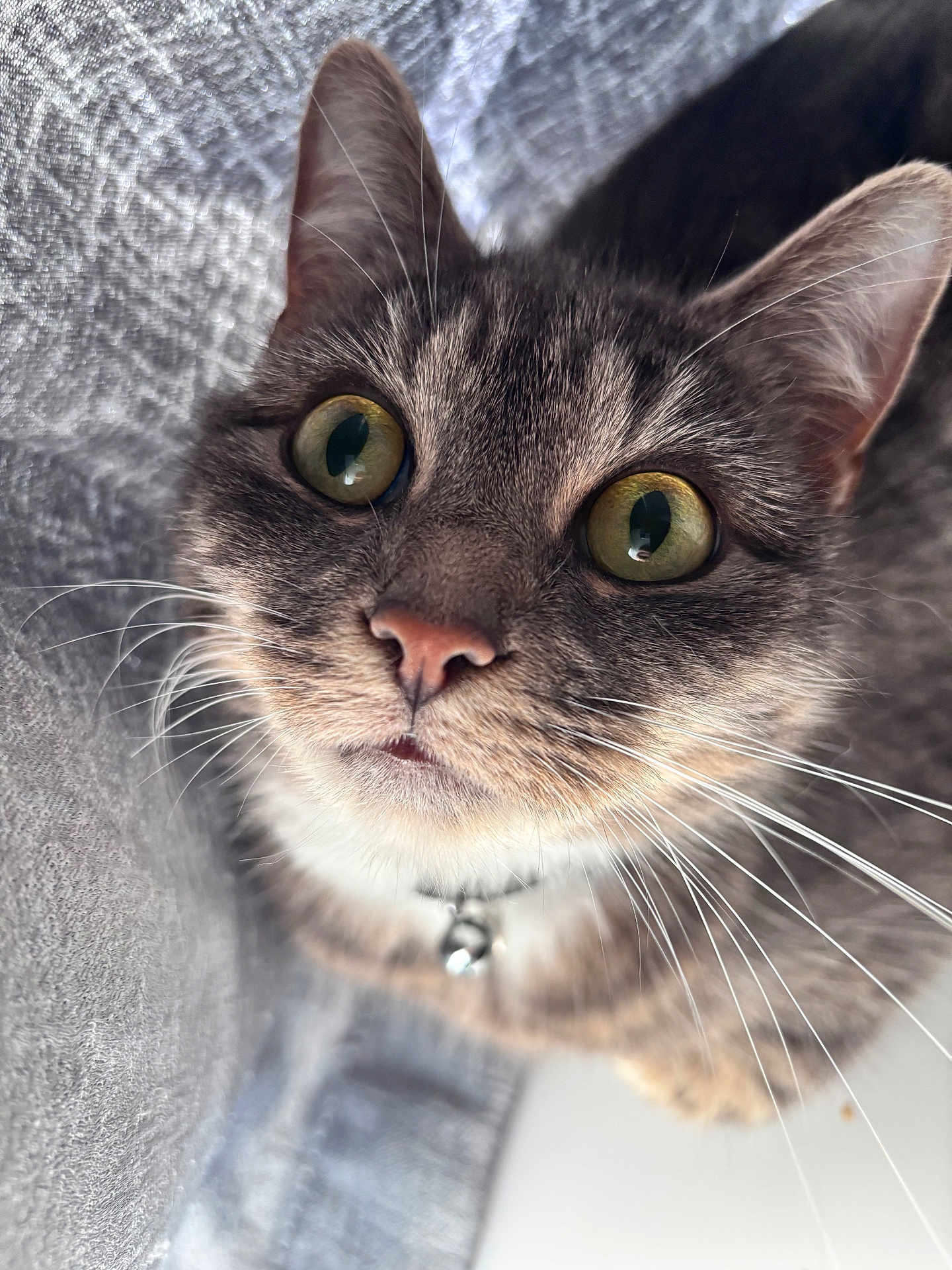 Arla joined the competition — help win amazing prizes! cat, close_up, green_eyes, whiskers, fur, pink_nose, collar, bell, pet, curious, indoor, texture, gray_background, animal, mammal, cute, face, portrait, feline, domestic