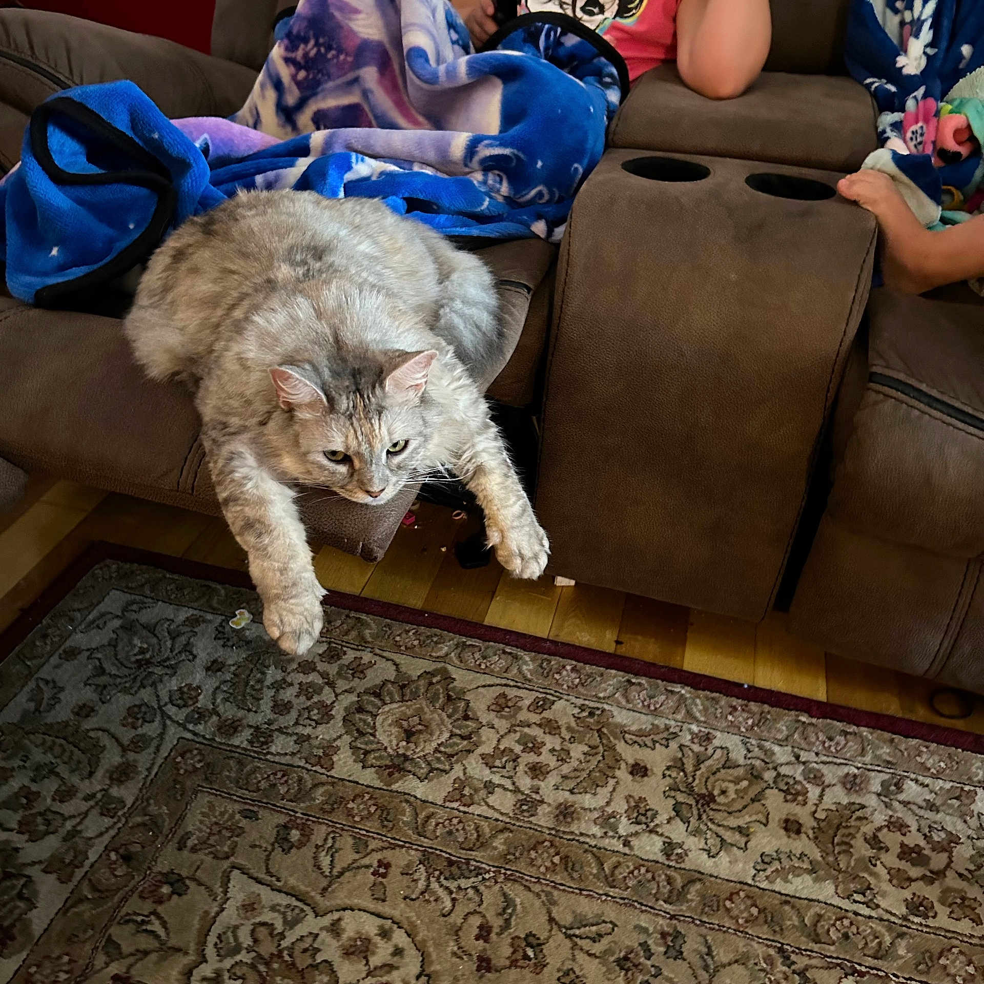 Lulu joined the competition — help win amazing prizes! animal, architecture, baby, building, canine, cat, couch, dog, furniture, homedecor, indoors, kitten, livingroom, person, pet, puppy, room, rug, sitting, sleeping