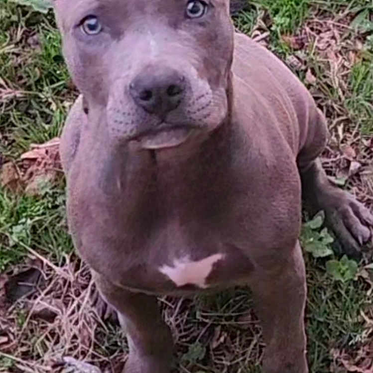Koda