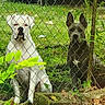 Koda joined the competition — help win amazing prizes! dog, fence, grass, outdoor, pet, animal, leaf, nature, canine, sitting, two_dogs, chain_link_fence, yard, greenery, alert, domestic_animal, companion, mammal, daylight, curious