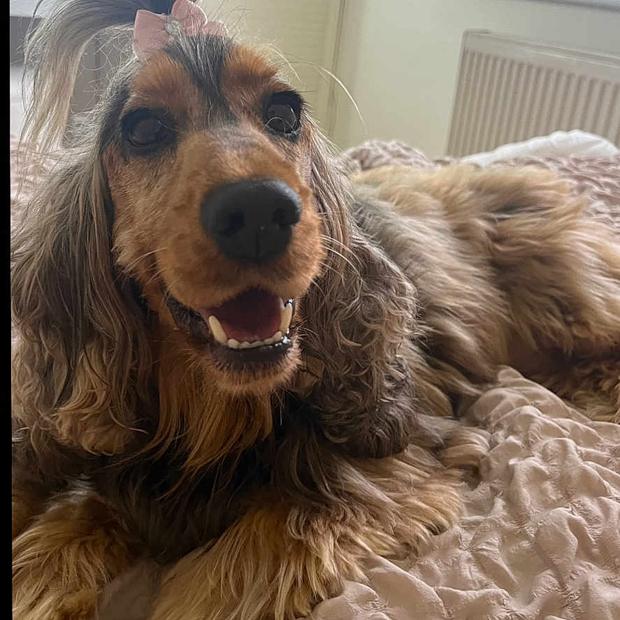 Winnie joined the competition — help win amazing prizes! airedale, animal, canine, cockerspaniel, dog, homedecor, hound, linen, papillon, pet, poodle, puppy, snout, terrier