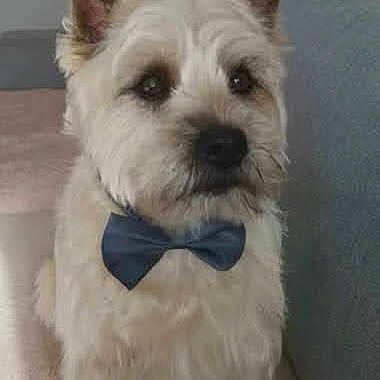 Ugo participe au concours pour gagner de l'argent avec cette photo : dog, bow_tie, pet, fluffy, small_dog, indoor, couch, furniture, portrait, cute, sitting, animal, light_fur, domestic_animal, companion, adorable, face, ears, brown_eyes, quiet