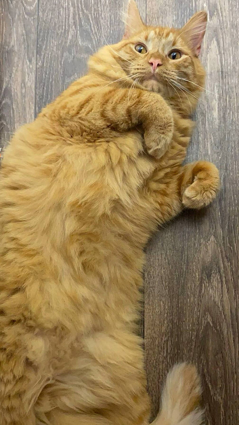 Sunny is registered to the contest to win money with this photo: cat, close_up, curious, cute, domestic_animal, fluffy, fur, ginger_cat, indoor, lying_down, mammal, paws, pet, playful, portrait, relaxed, tail, whiskers, wide_eyes, wood_floor