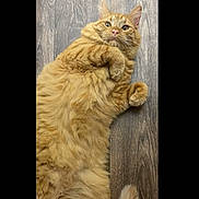 Sunny is registered to the contest to win money with this photo: big_belly, cat, close_up, cute, ears, feline, fluffy, fur, ginger_cat, indoor, long_hair, lying_down, orange_tabby, paw, pet, portrait, surprised, tail, whiskers, wood_floor