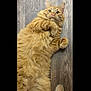 big_belly, cat, close_up, cute, ears, feline, fluffy, fur, ginger_cat, indoor, long_hair, lying_down, orange_tabby, paw, pet, portrait, surprised, tail, whiskers, wood_floor