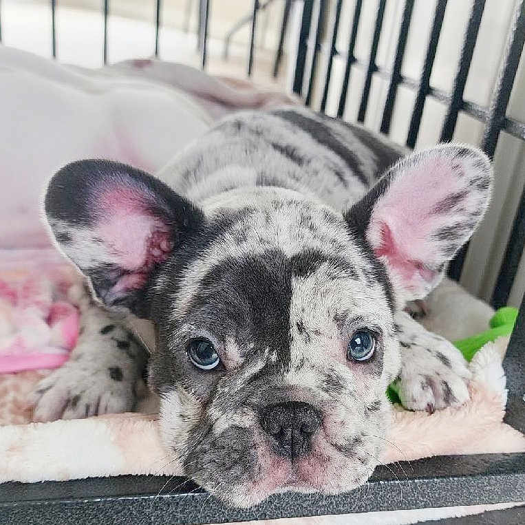 Maui joined the competition — help win amazing prizes! animal, boxer, bulldog, canine, dog, frenchbulldog, pet, pitbull, puppy