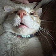 Edgar Allen Poe joined the competition — help win amazing prizes! cat, close_up, whiskers, fangs, floral_collar, pet, animal, fur, wide_eyes, indoor, finger, expression, cute, confused, mouth_open, nose, ears, portrait, feline, domestic_cat