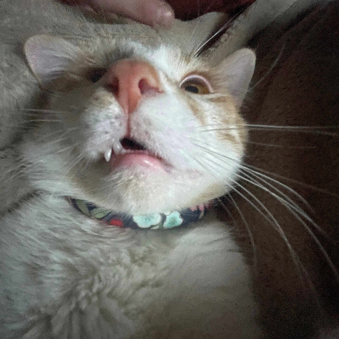 Edgar Allen Poe joined the competition — help win amazing prizes! animal, cat, close_up, confused, cute, domestic_cat, ears, expression, fangs, feline, finger, floral_collar, fur, indoor, mouth_open, nose, pet, portrait, whiskers, wide_eyes
