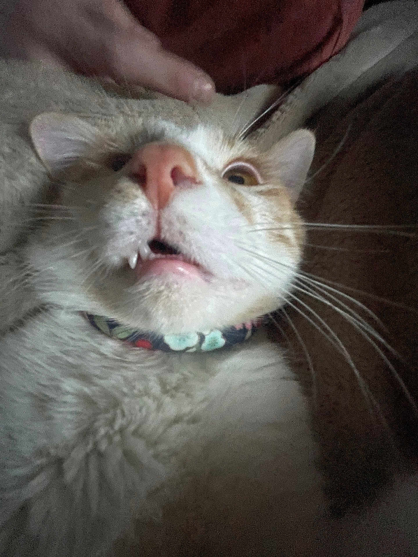 Edgar Allen Poe joined the competition — help win amazing prizes! cat, close_up, whiskers, fangs, floral_collar, pet, animal, fur, wide_eyes, indoor, finger, expression, cute, confused, mouth_open, nose, ears, portrait, feline, domestic_cat