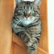 Vénus participe au concours pour gagner de l'argent avec cette photo : cat, tabby, green_eyes, wood, paws, feline, pet, animal, domestic_cat, relaxed, indoor, cute, fur, whiskers, portrait, crossed_paws, curious, mammal, closeup, resting
