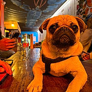 Ulio participe au concours pour gagner de l'argent avec cette photo : dog, pug, pet, animal, table, indoor, person, hand, glass, bottle, smartphone, ceiling_art, graffiti, warm_lighting, wooden_surface, casual, seated, collar, closeup, expression