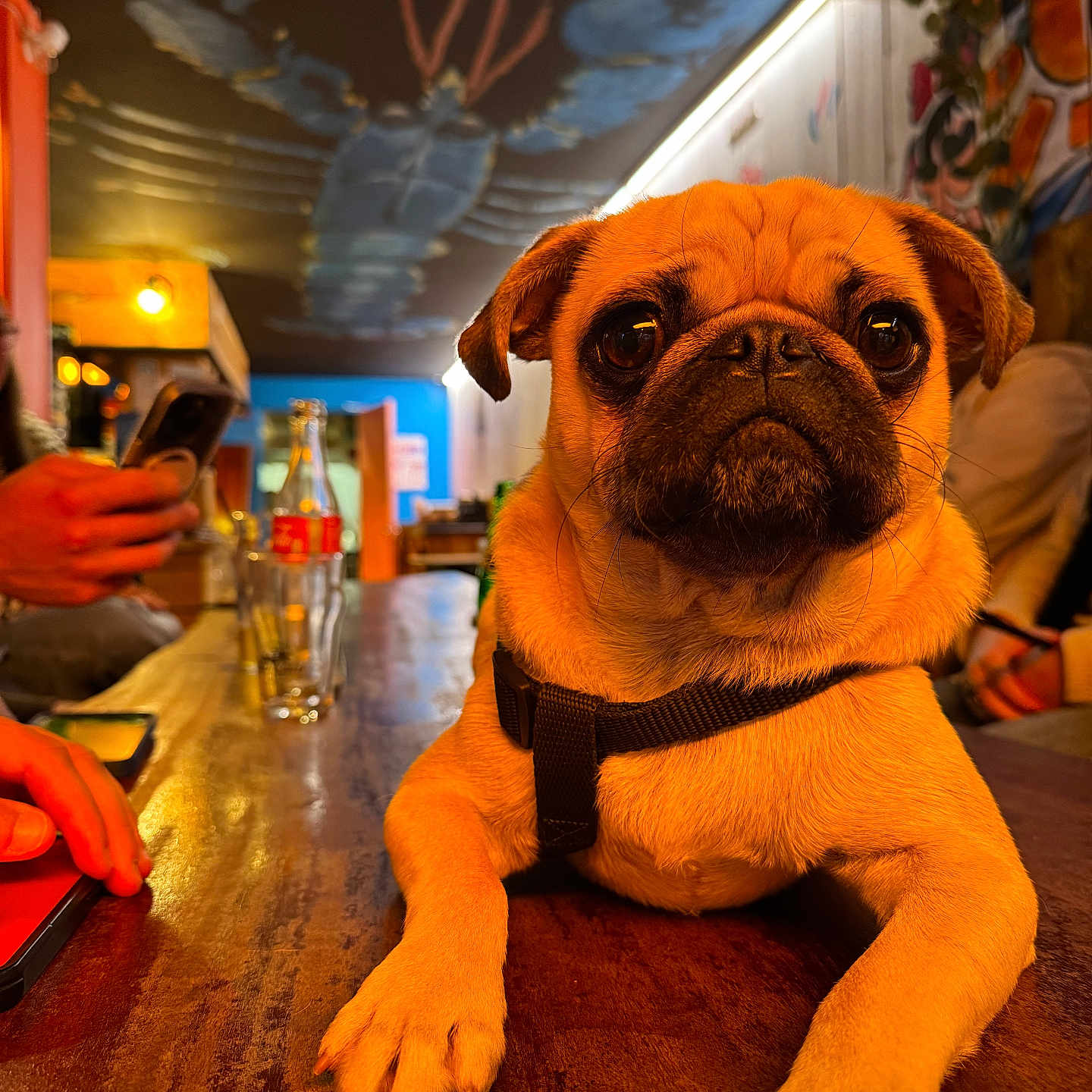 Ulio participe au concours pour gagner de l'argent avec cette photo : animal, bottle, casual, ceiling_art, closeup, collar, dog, expression, glass, graffiti, hand, indoor, person, pet, pug, seated, smartphone, table, warm_lighting, wooden_surface