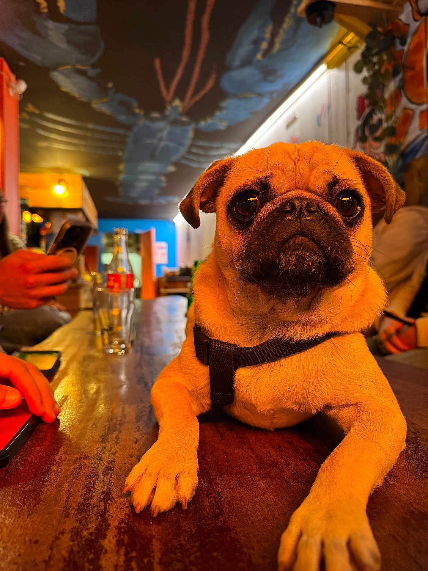 Ulio participe au concours pour gagner de l'argent avec cette photo : dog, pug, pet, animal, table, indoor, person, hand, glass, bottle, smartphone, ceiling_art, graffiti, warm_lighting, wooden_surface, casual, seated, collar, closeup, expression