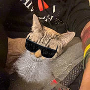 Carmella is registered to the contest to win money with this photo: animal, beard, casual, cat, closeup, comfort, couch, face, filter, funny, glasses, home, indoor, man, pet, portrait, relaxing, selfie, sweatshirt, tattoo