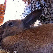 Calimero participe au concours pour gagner de l'argent avec cette photo :