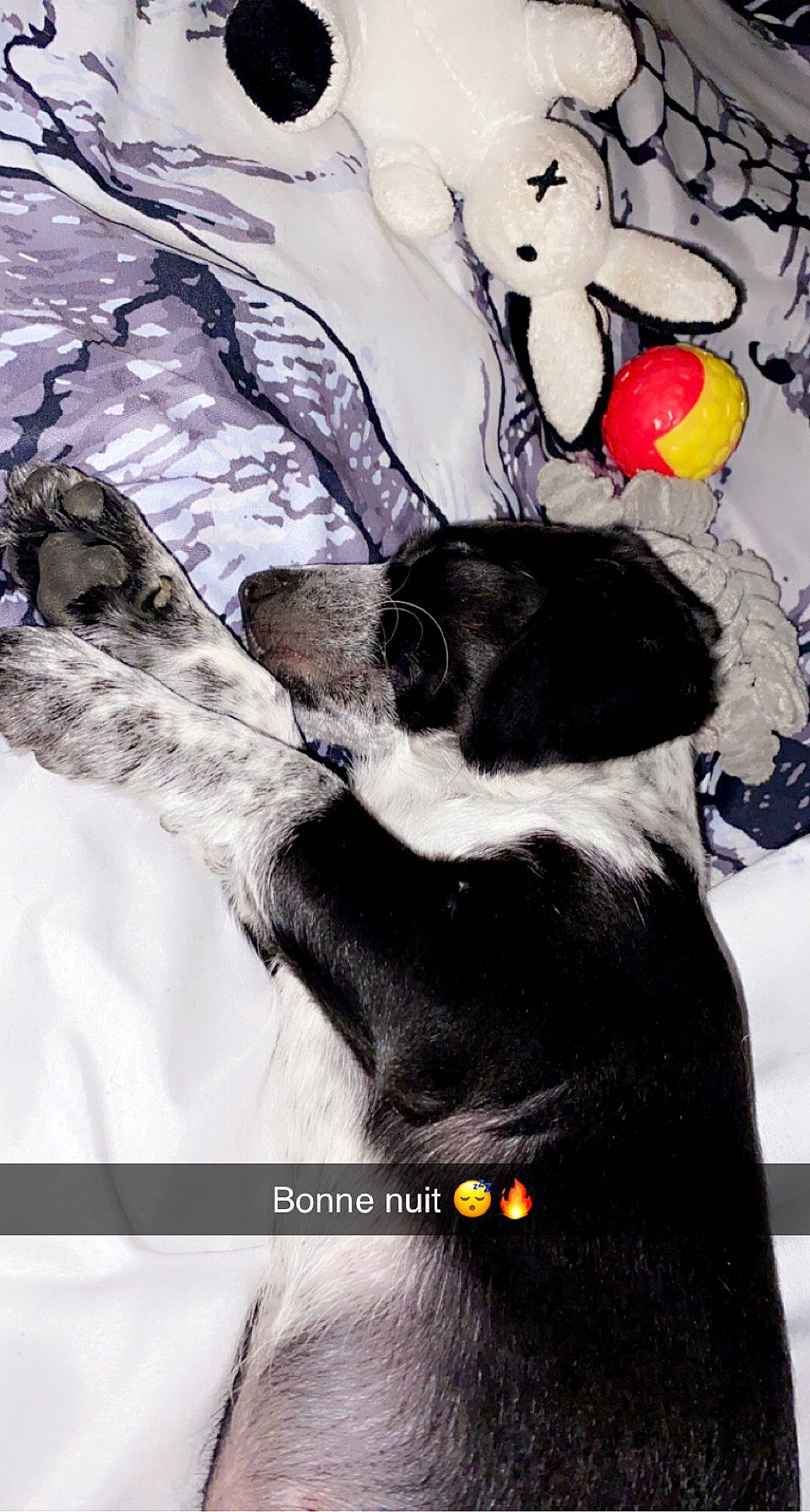 Shiva a rejoint le concours — aidez-le/la à gagner de superbes lots ! art, carnivore, comfort, companion_dog, design, dog_breed, fur, gesture, linens, painting, pattern, paw, small_to_medium_sized_cats, snout, tail, textile, vertebrate, visual_arts, whiskers, working_animal