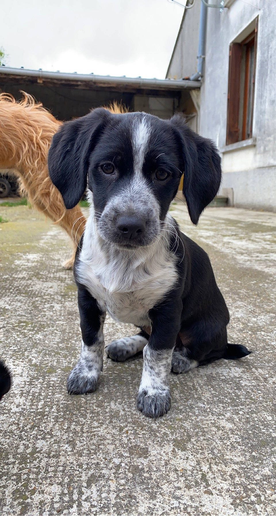 Shiva a rejoint le concours — aidez-le/la à gagner de superbes lots ! borador, canidae, carnivore, cloud, companion_dog, dog, dog_breed, fur, gun_dog, hunting_dog, plant, puppy, sky, snout, sporting_group, terrestrial_animal, whiskers, window, working_animal, working_dog
