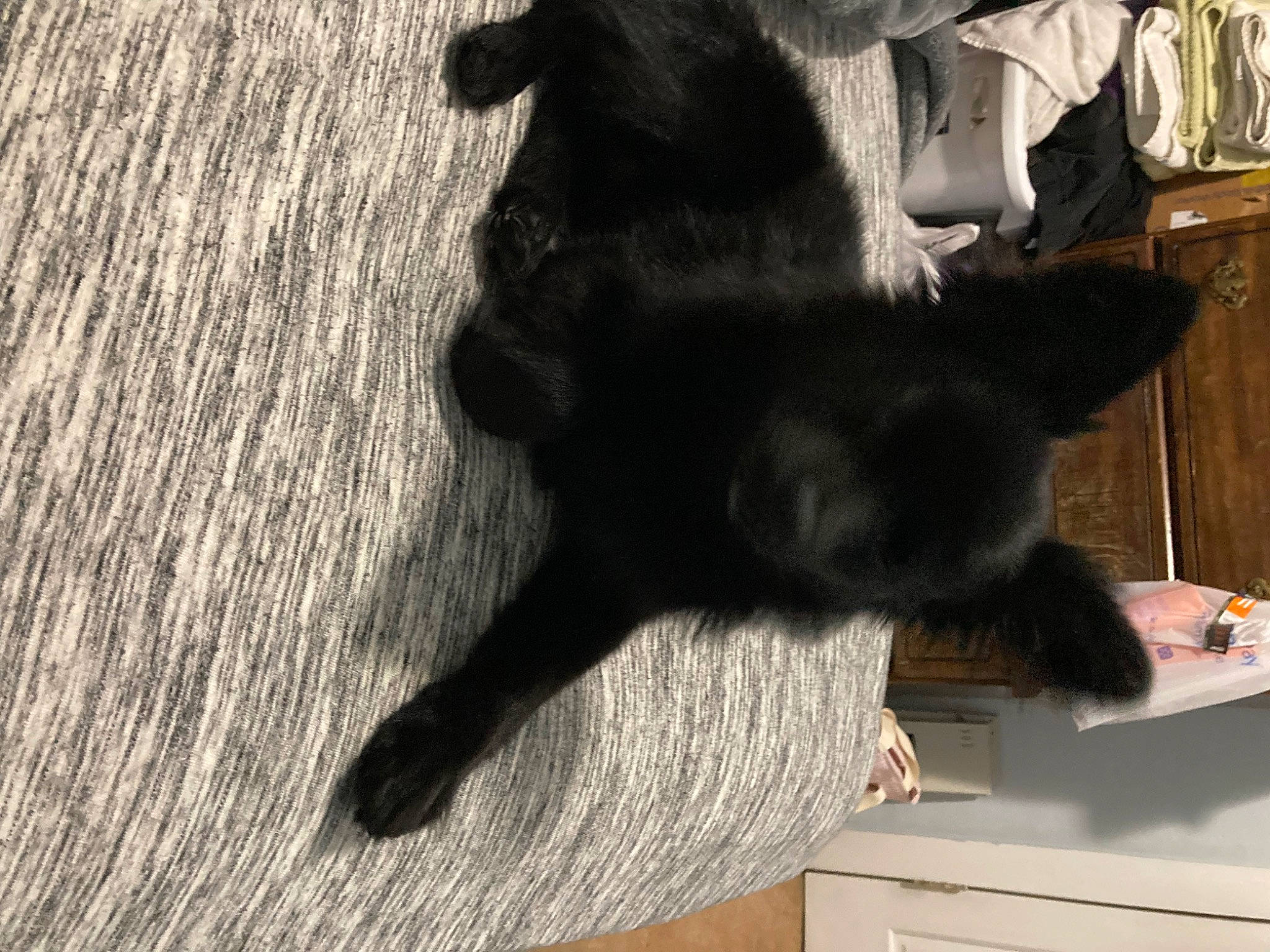 Shadow joined the competition — help win amazing prizes! black_cat, canidae, carnivore, cat, claw, companion_dog, dog_breed, domestic_short_haired_cat, felidae, flooring, fur, gesture, hardwood, paw, small_to_medium_sized_cats, snout, sporting_group, tail, whiskers, wood