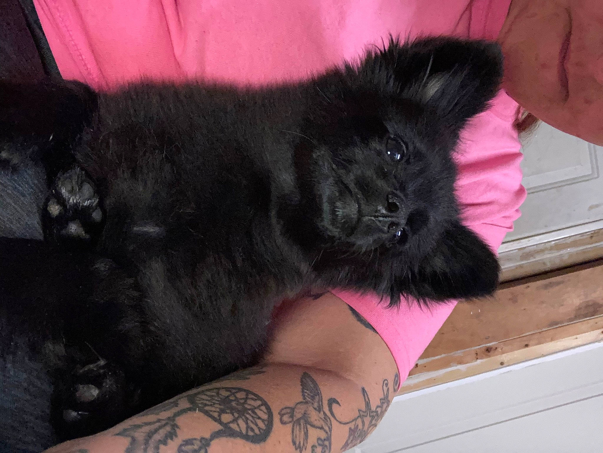 Shadow is registered to the contest to win money with this photo: black, black_cat, carnivore, comfort, companion_dog, dog_breed, fawn, felidae, foot, fur, human_leg, nail, paw, small_to_medium_sized_cats, snout, tail, tattoo, thigh, whiskers, wrist