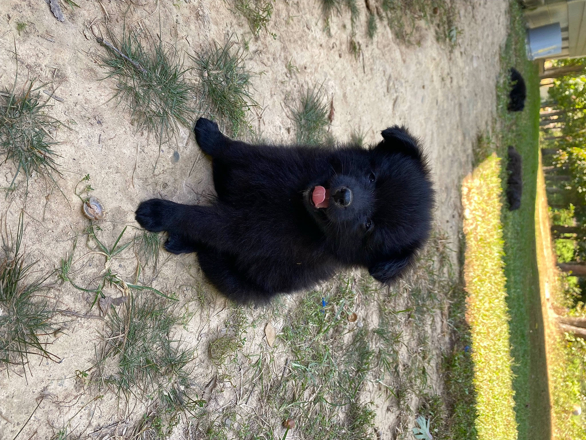 Shadow is registered to the contest to win money with this photo: dog_breed, fur, grass, landscape, plant, shadow, snout, tail, terrestrial_animal, tints_and_shades, wildlife, zoo