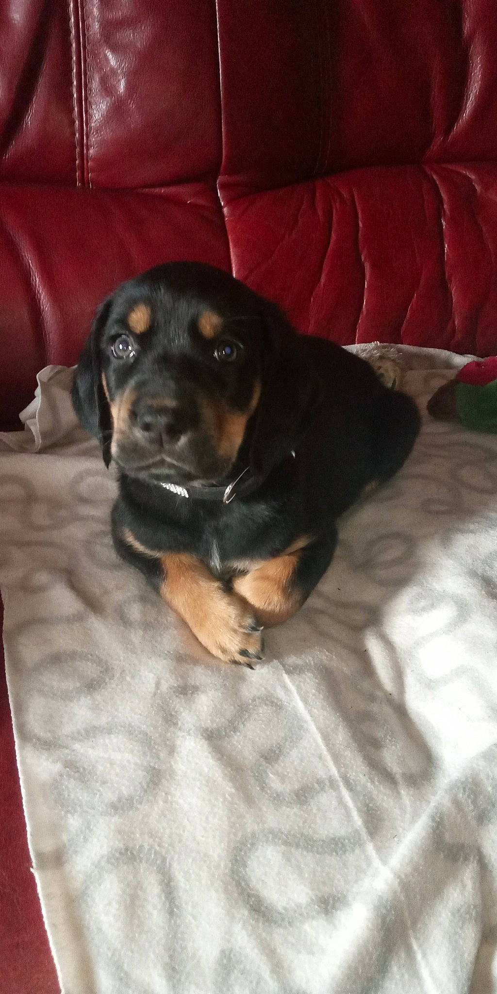 Pandore a rejoint le concours — aidez-le/la à gagner de superbes lots ! beagador, canidae, carnivore, coonhound, dog, dog_breed, fawn, mammal, polish_hunting_dog, puppy, rare_breed_dog, rottweiler, sporting_group, transylvanian_hound, vertebrate