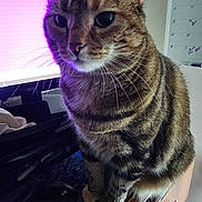 Sloane joined the competition — help win amazing prizes! cat, tabby, pet, animal, indoor, desk, computer, mouse, purple_light, feline, whiskers, closeup, office, home, curious, sitting, striped, fur, eyes, monitor