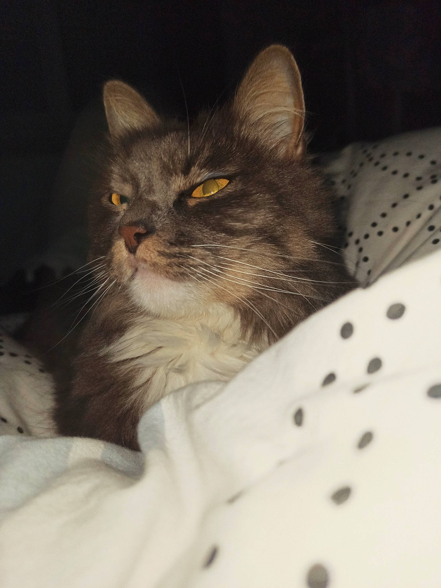 Paillette a rejoint le concours — aidez-le/la à gagner de superbes lots ! box, carnivore, cat, cat_supply, claw, comfort, domestic_short_haired_cat, felidae, fur, linens, pattern, small_to_medium_sized_cats, snout, terrestrial_animal, whiskers