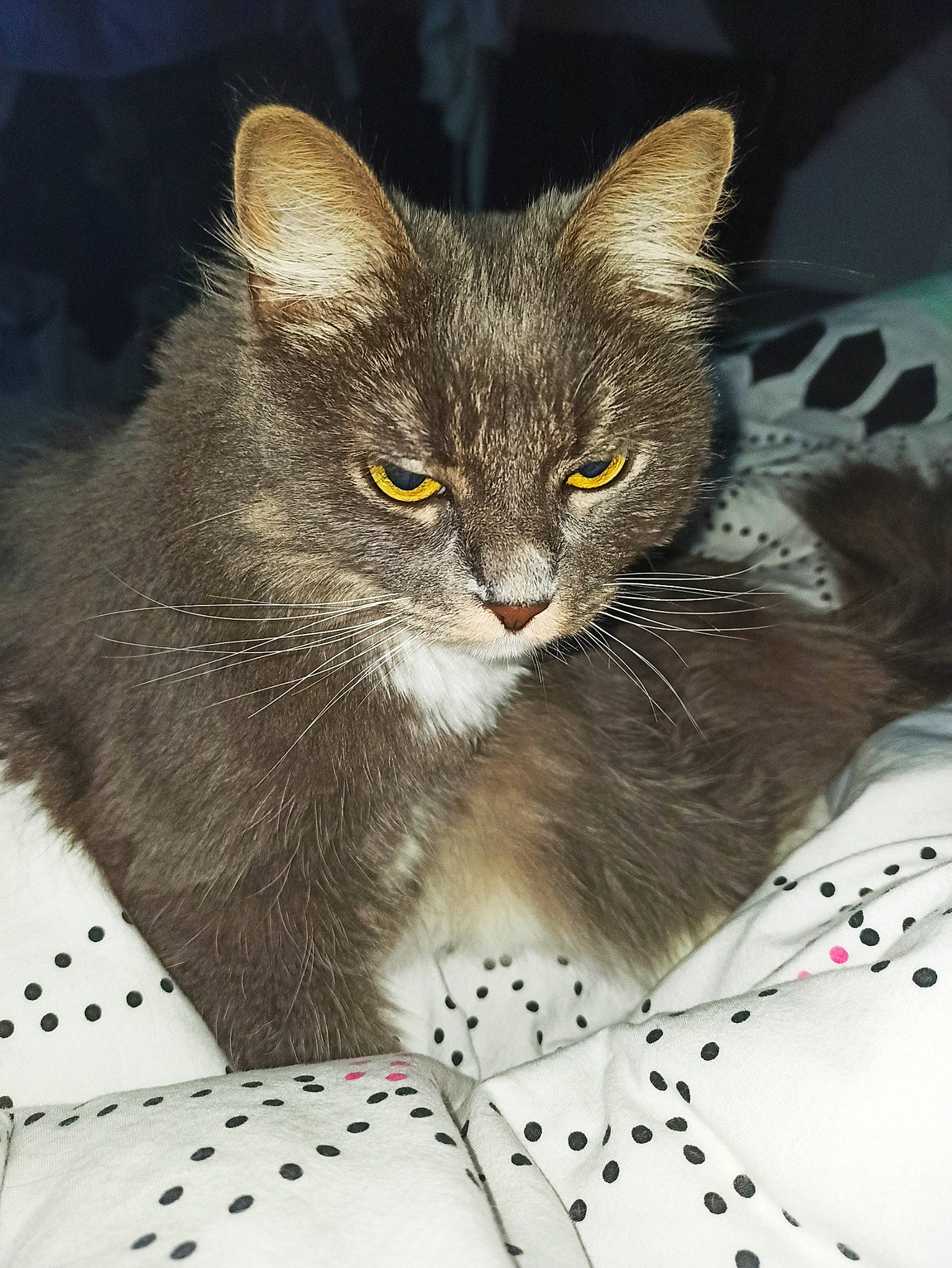 Paillette participe au concours pour gagner de l'argent avec cette photo : box, carnivore, cat, cat_supply, claw, comfort, domestic_short_haired_cat, felidae, fur, grey, pattern, paw, puzzle, small_to_medium_sized_cats, snout, terrestrial_animal, whiskers, window