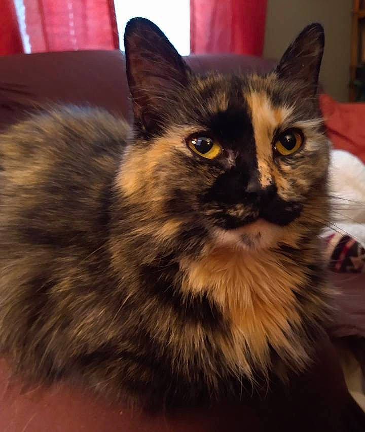 Mocha