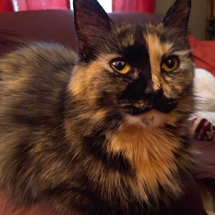 Mocha