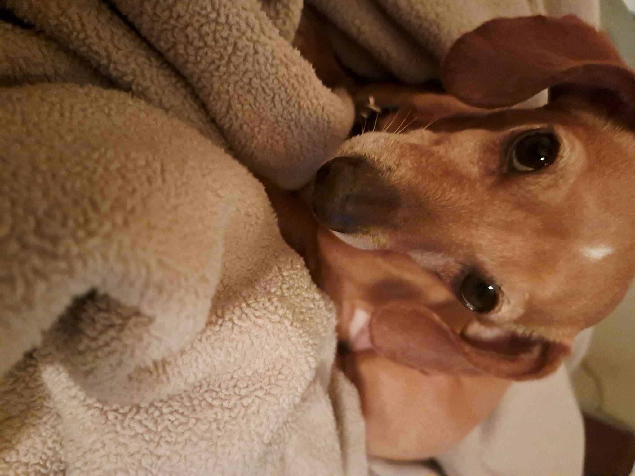 Frankie joined the competition — help win amazing prizes! canidae, carnivore, collar, comfort, companion_dog, dog, dog_breed, dog_collar, ear, fawn, fur, liver, non_sporting_group, pet_supply, selfie, snout, sporting_group, whiskers, working_animal