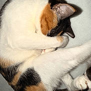 Raikou joined the competition — help win amazing prizes! adorable, animal, calico, cat, close_up, cozy, curled_up, cute, domestic, feline, fur, indoor, paw, peaceful, pet, relaxing, resting, sleeping, soft, whiskers