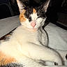 Raikou joined the competition — help win amazing prizes! animal, calico, cat, closeup, cozy, cute, domestic, ears, face, feline, fur, indoor, mammal, pet, pink_nose, relaxed, resting, sleeping, soft, whiskers