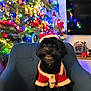 dog, christmas_tree, santa_costume, pet, holiday, festive, lights, ornaments, black_dog, chair, indoor, decorations, tongue_out, portrait, cozy, living_room, tree_decorations, seasonal, cute, smiling
