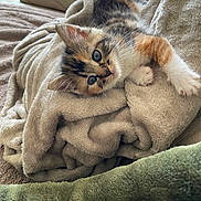 Bulle participe au concours pour gagner de l'argent avec cette photo : kitten, cat, blue_eyes, feline, pet, animal, cozy, blanket, soft, fur, cute, indoor, resting, young_animal, closeup, comfort, relaxation, domestic, small, adorable