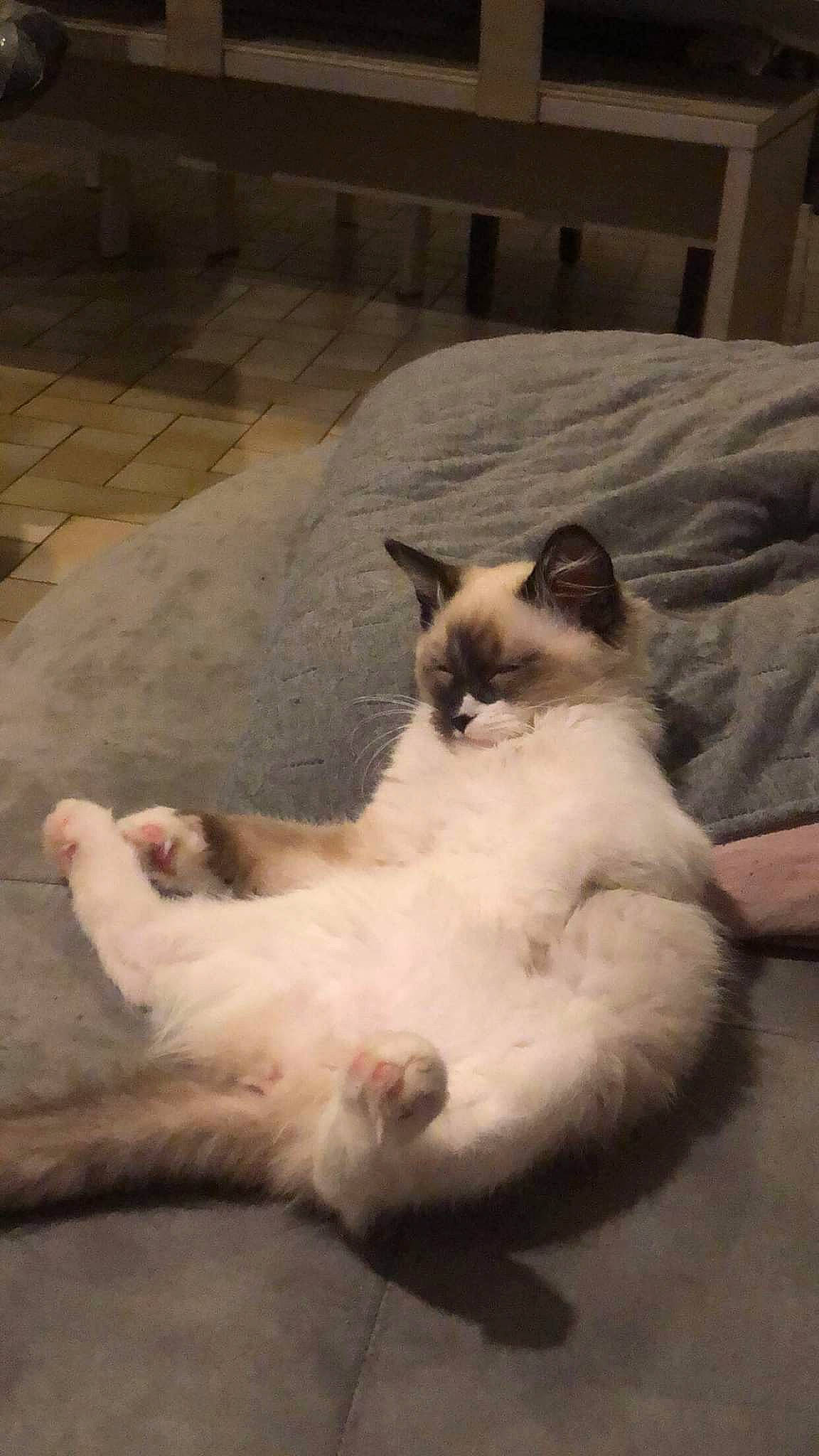 Robin participe au concours pour gagner de l'argent avec cette photo : birman, carnivore, cat, comfort, eye, fawn, felidae, flooring, foot, fur, head, iris, paw, siamese, sitting, small_to_medium_sized_cats, snout, tail, whiskers, wood